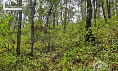 TERRENO BOSCOSO EN LA ZONA DE LOS LIRIOS CARBONERAS, MINERAL DEL CHICO