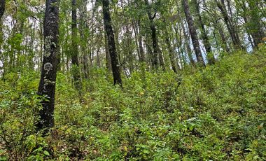 TERRENO BOSCOSO EN LA ZONA DE LOS LIRIOS CARBONERAS, MINERAL DEL CHICO