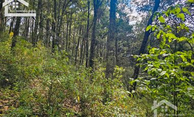 TERRENO BOSCOSO EN LA ZONA DE LOS LIRIOS CARBONERAS, MINERAL DEL CHICO