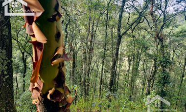 TERRENO BOSCOSO EN LA ZONA DE LOS LIRIOS CARBONERAS, MINERAL DEL CHICO