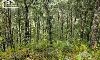 TERRENO BOSCOSO EN LA ZONA DE LOS LIRIOS CARBONERAS, MINERAL DEL CHICO