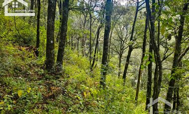TERRENO BOSCOSO EN LA ZONA DE LOS LIRIOS CARBONERAS, MINERAL DEL CHICO