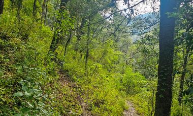 TERRENO BOSCOSO EN LA ZONA DE LOS LIRIOS CARBONERAS, MINERAL DEL CHICO