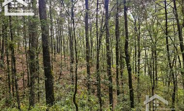 TERRENO BOSCOSO EN LA ZONA DE LOS LIRIOS CARBONERAS, MINERAL DEL CHICO