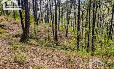 TERRENO BOSCOSO EN LA ZONA DE LOS LIRIOS CARBONERAS, MINERAL DEL CHICO