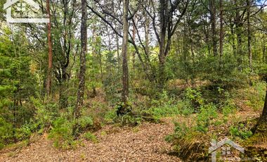 TERRENO BOSCOSO EN LA ZONA DE LOS LIRIOS CARBONERAS, MINERAL DEL CHICO