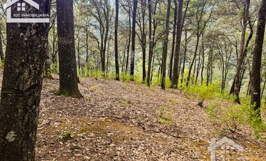 TERRENO BOSCOSO EN LA ZONA DE LOS LIRIOS CARBONERAS, MINERAL DEL CHICO