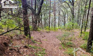 TERRENO BOSCOSO EN LA ZONA DE LOS LIRIOS CARBONERAS, MINERAL DEL CHICO