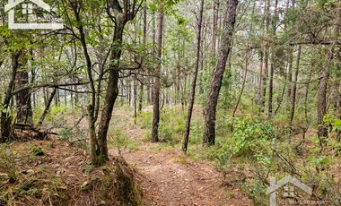 TERRENO BOSCOSO EN LA ZONA DE LOS LIRIOS CARBONERAS, MINERAL DEL CHICO
