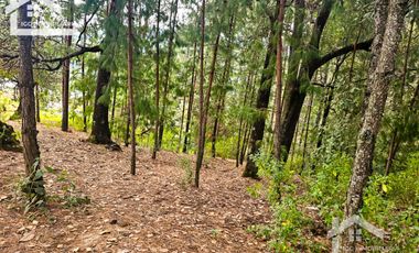 TERRENO BOSCOSO EN LA ZONA DE LOS LIRIOS CARBONERAS, MINERAL DEL CHICO