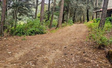 TERRENO BOSCOSO EN LA ZONA DE LOS LIRIOS CARBONERAS, MINERAL DEL CHICO