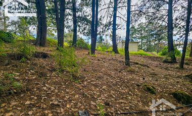 TERRENO BOSCOSO EN LA ZONA DE LOS LIRIOS CARBONERAS, MINERAL DEL CHICO