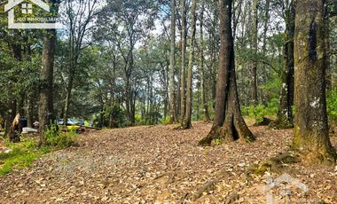 TERRENO BOSCOSO EN LA ZONA DE LOS LIRIOS CARBONERAS, MINERAL DEL CHICO