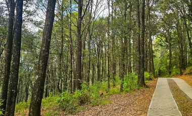 TERRENO BOSCOSO EN LA ZONA DE LOS LIRIOS CARBONERAS, MINERAL DEL CHICO