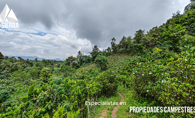 Tres Terrenos de 2.5 HA con Vista a la Presa de Nexapa