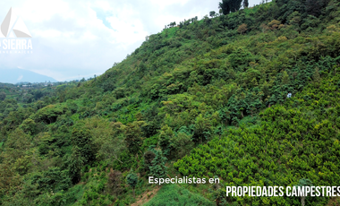 Tres Terrenos de 2.5 HA con Vista a la Presa de Nexapa