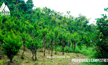 Tres Terrenos de 2.5 HA con Vista a la Presa de Nexapa