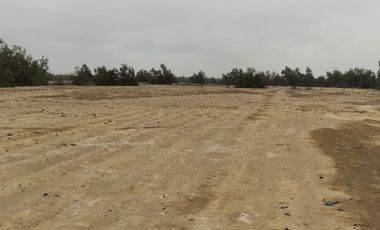 VENTA TERRENO AGRICOLA ALTURA KM 220 PANAMERICANA SUR entre Chincha y Pisco