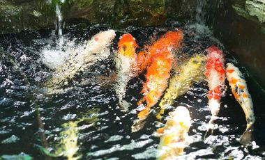 Stunning Cliff-Top Beachfront Resort in Initao