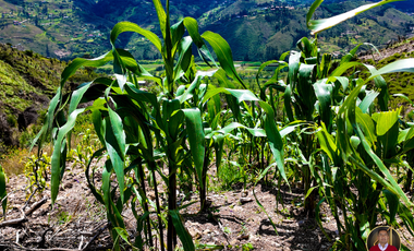 Terreno economico de venta en el Canton Paute Sector Pirincay