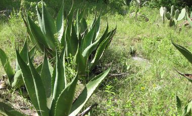 Terreno en Canalejas Jilotepec desde 2 mil mts con frente calle