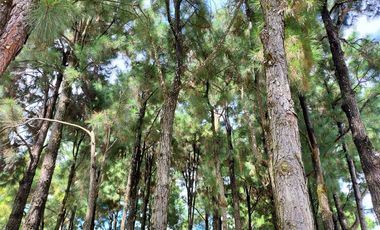 The Amazing Residential Lots for Sale in Ponderosa Farm in Silang Cavite