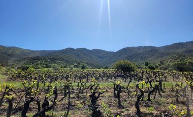 Parcelas rodeadas de viñas, con vista a la cordillera y al valle - Proyecto Viñedo Carrizal