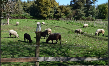 Vendo Parcelas En Sector Miraflores en Linares V 1628-P-35-O-LR.12.24