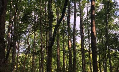 PROYECTO DE  PARCELAS CERCANO A PUCON DESCUENTOS ESPECIALES