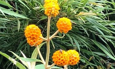 PROYECTO DE  PARCELAS CERCANO A PUCON DESCUENTOS ESPECIALES