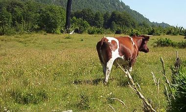 CAMPO PANQUI UN  PRIVILEGIO DE LA NATURALEZA