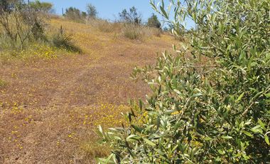Bella Parcela en sector Lagunillas de Casablanca, Quinta Región $59.990.000