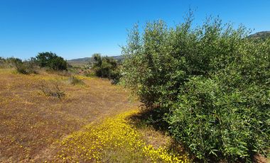 Bella Parcela en sector Lagunillas de Casablanca, Quinta Región $59.990.000