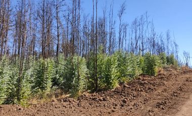 En venta parcelas planas de 5000 m2 en Ñipas - Crédito directo.