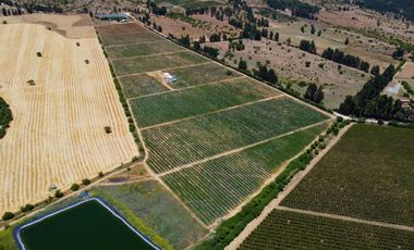 Campo con huerto de Arándanos en Pumanque, Región de O'Higgins