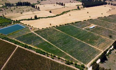 Campo con huerto de Arándanos en Pumanque, Región de O'Higgins