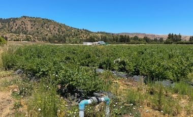 Campo con huerto de Arándanos en Pumanque, Región de O'Higgins