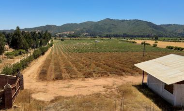 Campo con huerto de Arándanos en Pumanque, Región de O'Higgins