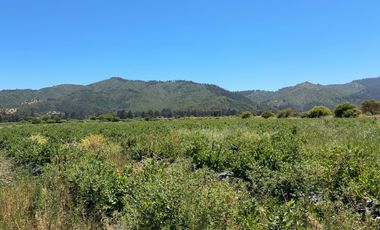 Campo con huerto de Arándanos en Pumanque, Región de O'Higgins