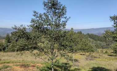 FINCA EN VENTA EN CHIQUINQUIRÁ (BOYACÁ)