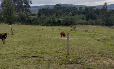 FINCA EN VENTA EN CHIQUINQUIRÁ (BOYACÁ)