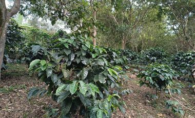 FINCA EN VENTA EN FUSAGASUGÁ
