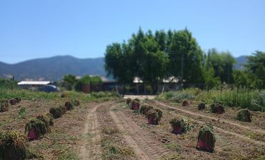 Parcela La llaveria, comuna Las Cabras