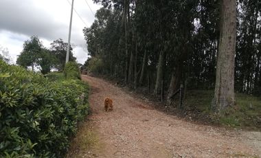 LOTE EN VENTA EN TABIO (VDA. RÍO FRÍO ORIENTAL)