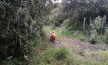 LOTE EN VENTA EN TABIO (VDA. RÍO FRÍO ORIENTAL)