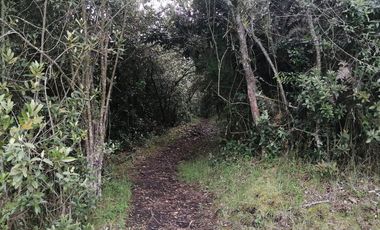 LOTE EN VENTA EN TABIO (VDA. RÍO FRÍO ORIENTAL)