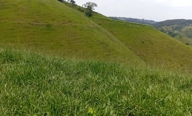 Venta Finca Ganadera en Caracolí Antioquia