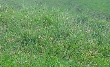 Venta Finca Ganadera en Caracolí Antioquia