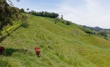 Venta Finca Ganadera en Caracolí Antioquia