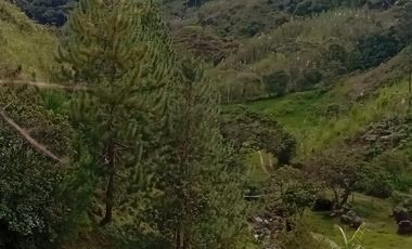 Venta Finca Ganadera y Agrícola San Roque Antioquia